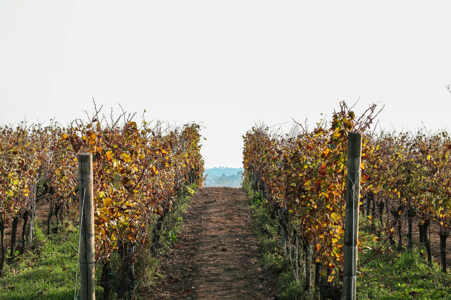Rolling hills of vineyard rows with grapevines in organized patterns