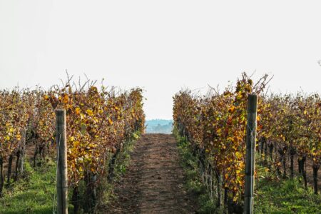 Rolling hills of vineyard rows with grapevines in organized patterns